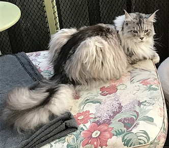 Past Prestigious Purr Maine Coon kitten 88