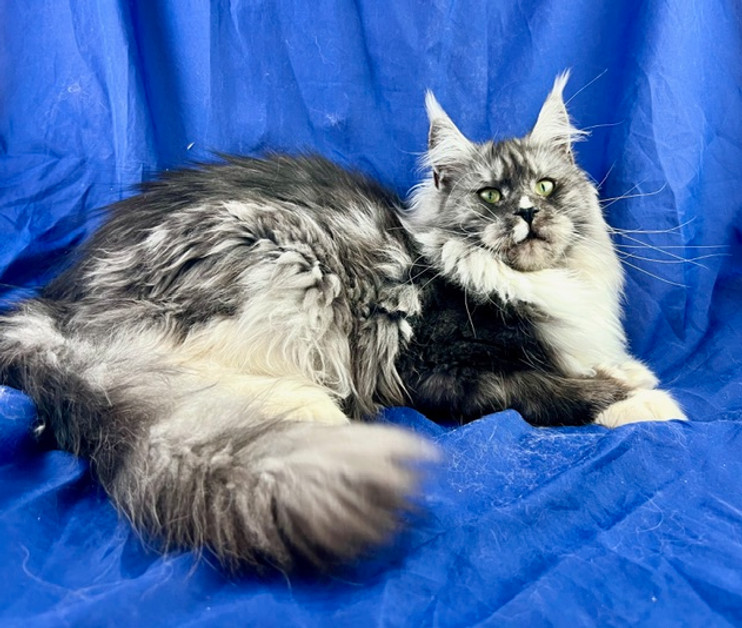 Quierra, a Prestigious Purr Maine Coon