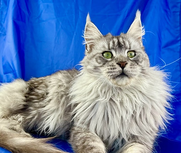 Novella, a Prestigious Purr Maine Coon