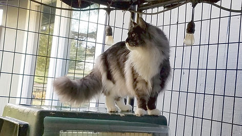Past Prestigious Purr Maine Coon kitten 52