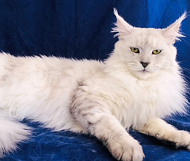 Ice Queen, a Prestigious Purr Maine Coon