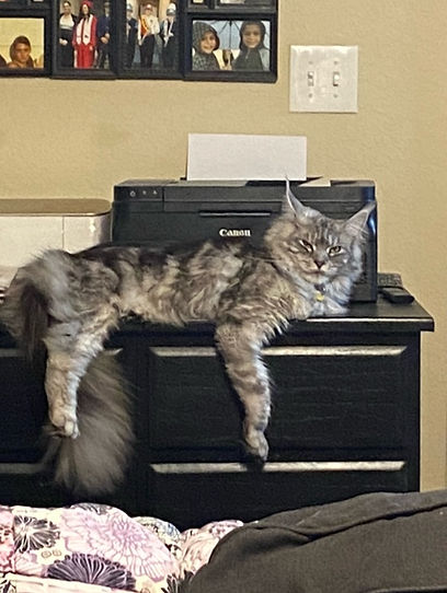 Past Prestigious Purr Maine Coon kitten 80