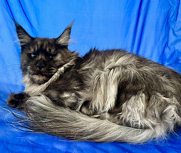 Holly, a Prestigious Purr Maine Coon