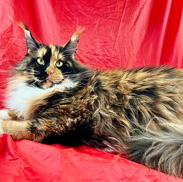 Hazel