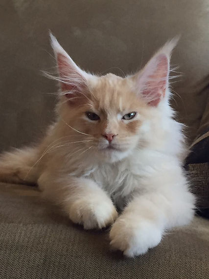 Past Prestigious Purr Maine Coon kitten 30