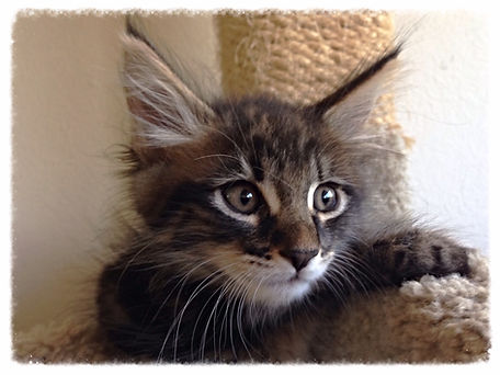 Past Prestigious Purr Maine Coon kitten 10