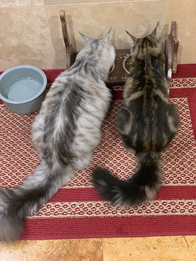 Past Prestigious Purr Maine Coon kitten 73