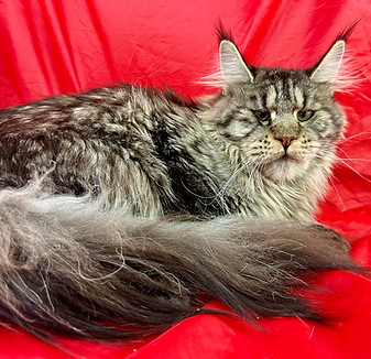 Nola, a Prestigious Purr Maine Coon