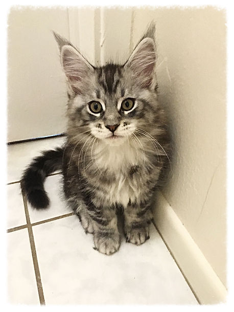Past Prestigious Purr Maine Coon kitten 6