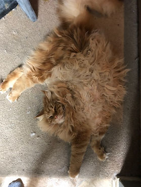 Past Prestigious Purr Maine Coon kitten 63