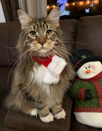 Past Prestigious Purr Maine Coon kitten 33