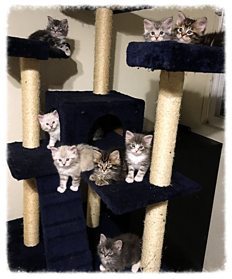 Past Prestigious Purr Maine Coon kitten 16