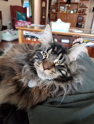 Past Prestigious Purr Maine Coon kitten 59