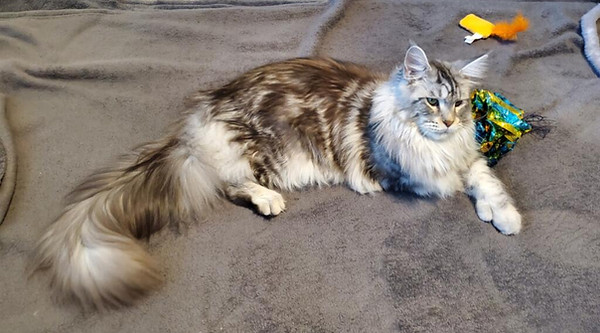 Past Prestigious Purr Maine Coon kitten 91