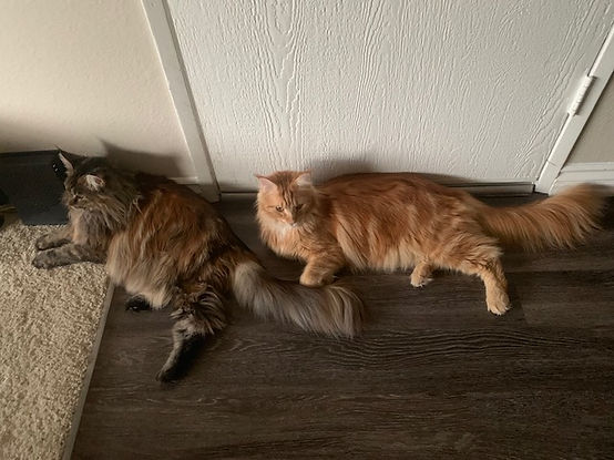 Past Prestigious Purr Maine Coon kitten 70