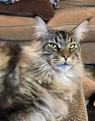 Past Prestigious Purr Maine Coon kitten 24