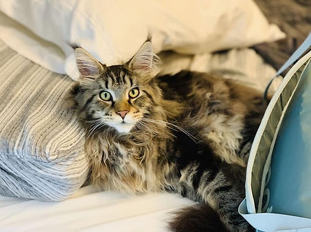 Past Prestigious Purr Maine Coon kitten 61