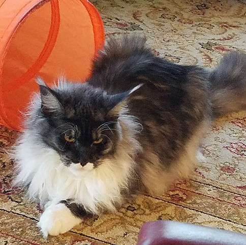 Past Prestigious Purr Maine Coon kitten 41