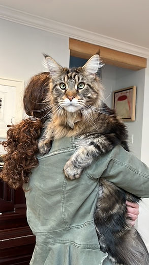 Past Prestigious Purr Maine Coon kitten 100