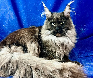 Aurora, a Prestigious Purr Maine Coon