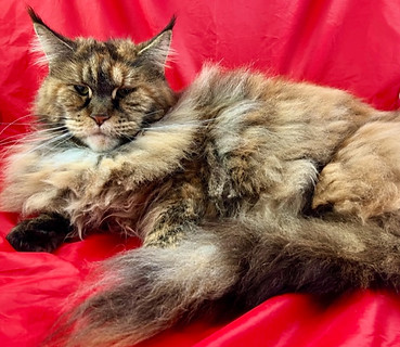 Queenie, a Prestigious Purr Maine Coon