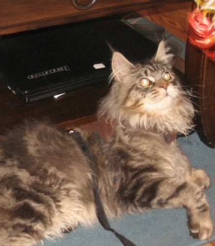Prestigious Purr Maine Coon kitten home environment 7