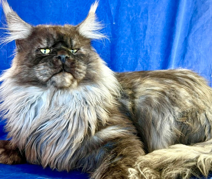 Noel, a Prestigious Purr Maine Coon