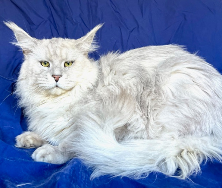 Dewey, a Prestigious Purr Maine Coon
