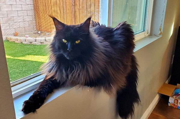 Past Prestigious Purr Maine Coon kitten 85