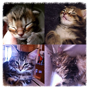 Past Prestigious Purr Maine Coon kitten 28