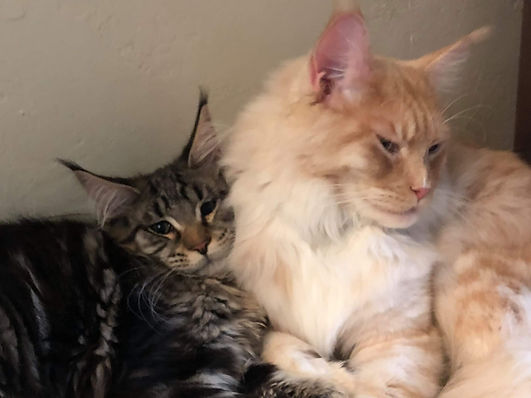 Past Prestigious Purr Maine Coon kitten 62
