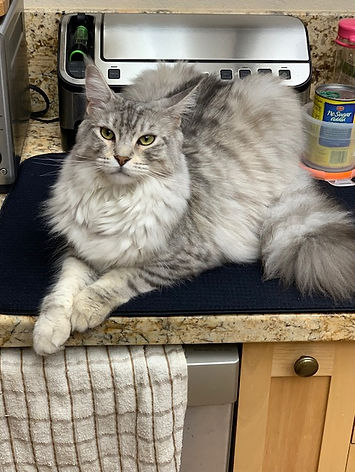 Past Prestigious Purr Maine Coon kitten 65