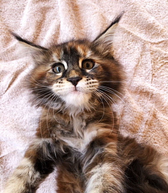 Past Prestigious Purr Maine Coon kitten 14