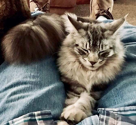 Past Prestigious Purr Maine Coon kitten 53