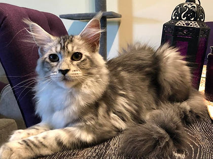 Past Prestigious Purr Maine Coon kitten 34