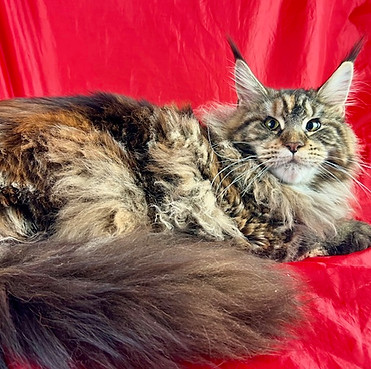 Tamia, a Prestigious Purr Maine Coon