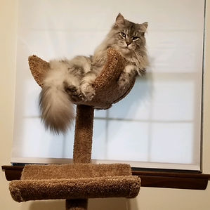 Past Prestigious Purr Maine Coon kitten 97