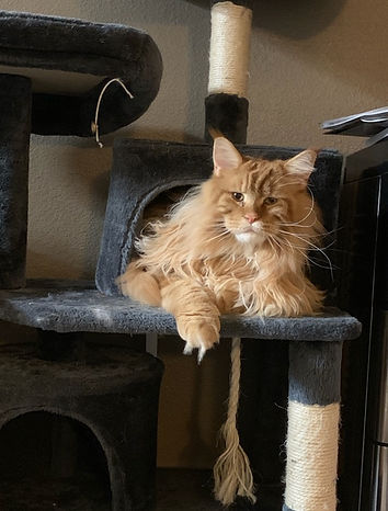 Past Prestigious Purr Maine Coon kitten 69