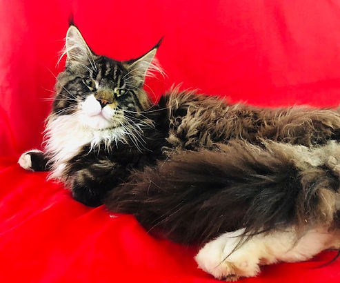 Past Prestigious Purr Maine Coon kitten 75