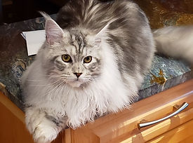 Past Prestigious Purr Maine Coon kitten 68