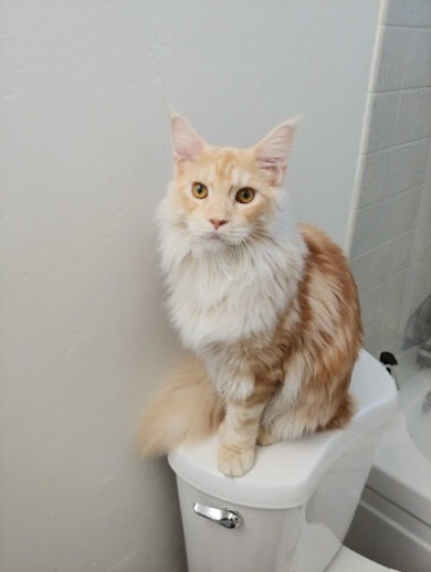 Past Prestigious Purr Maine Coon kitten 44