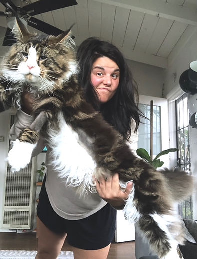 Past Prestigious Purr Maine Coon kitten 50