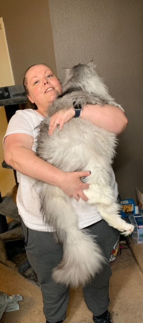 Past Prestigious Purr Maine Coon kitten 64