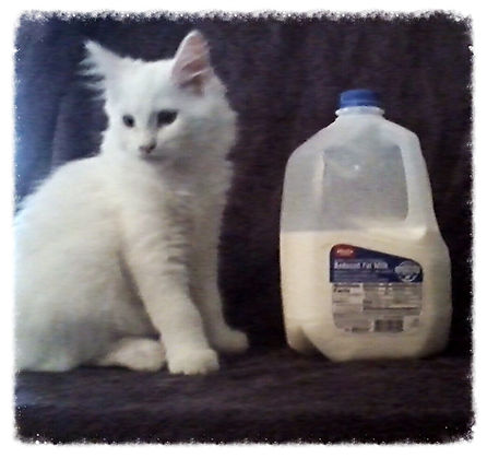 Past Prestigious Purr Maine Coon kitten 15