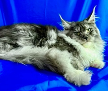 Ambrosia, a Prestigious Purr Maine Coon