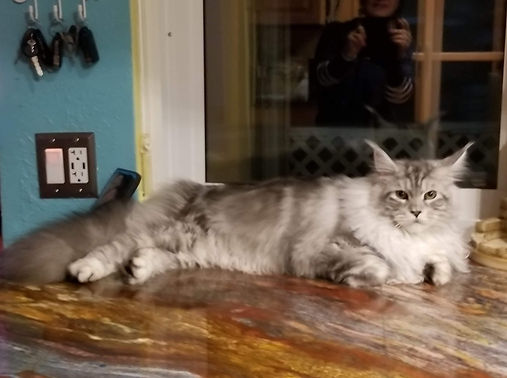 Past Prestigious Purr Maine Coon kitten 49