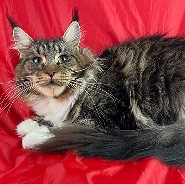 Raylynn, a Prestigious Purr Maine Coon