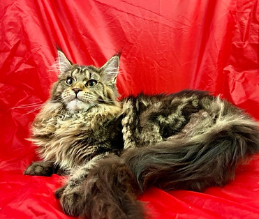 Scarlett, a Prestigious Purr Maine Coon