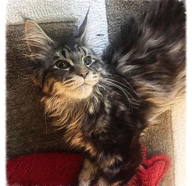 Past Prestigious Purr Maine Coon kitten 12