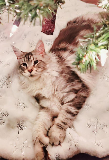 Past Prestigious Purr Maine Coon kitten 82